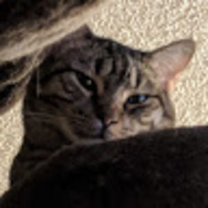 Meet your Posher, Shea